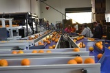 Γραμμή Επεξεργασίας και Ταξινόμησης Πορτοκαλιών