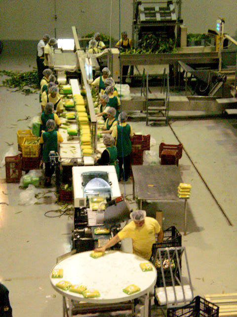 Cutting and Packaging line for Corn