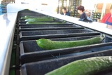 Sorting and Grading Line for Cucumbers