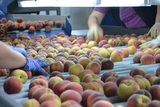 Sorting - Grading - Packaging Line for Peaches