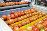 Sorting and Grading Line for Tomatoes