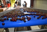 Sorting-Grading-Packaging line for Cherries