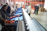 Grading and Processing line for Pomegranate