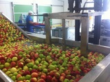 Γραμμή Διαλογής-Ταξινόμησης και Συσκευασίας Μήλων