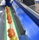 Sorting and Grading Line for Tomatoes