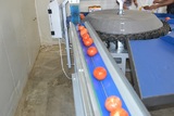Sorting and Grading line for Tomatoes