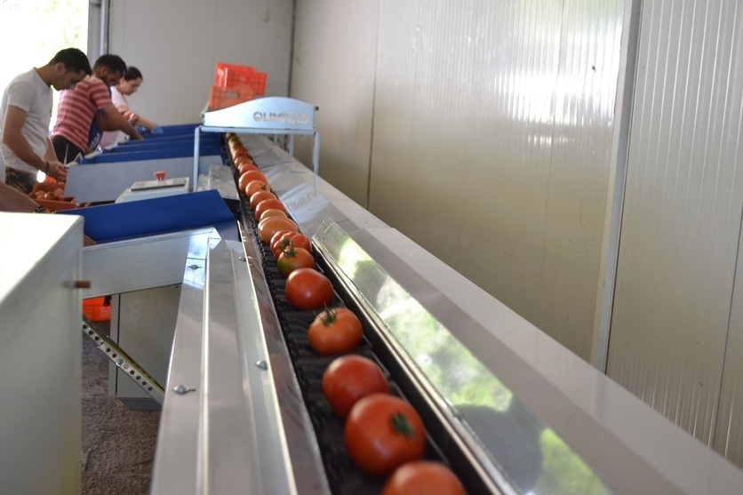 Processing,sorting,grading and packaging lines for Tomatoes
