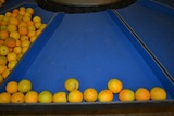 Grading line for Oranges