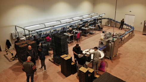 Packaging and sorting Line for Strawberries