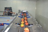 Sorting - Sizing and Grading Line for Tomatoes