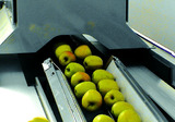 التصنيف - الفرز - خط التحجيم والتجهيز للتفاح
