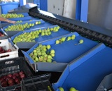 Sorting and Grading line for Avocado