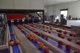 Sorting-Grading-Packaging line for Peaches