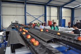 Sorting - Grading - Packaging Line for Peaches