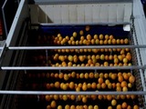Γραμμή Διαλογής-Ταξινόμησης και Συσκευασίας Πορτοκαλιών