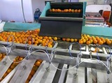 Γραμμή Διαλογής και Συσκευασίας Πορτοκαλιών