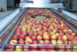 Γραμμή Διαλογής - Ταξινόμησης και Συσκευασίας για Μήλα