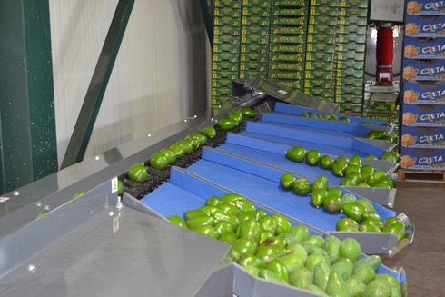 Sorting-Grading-Packaging line for Avocado